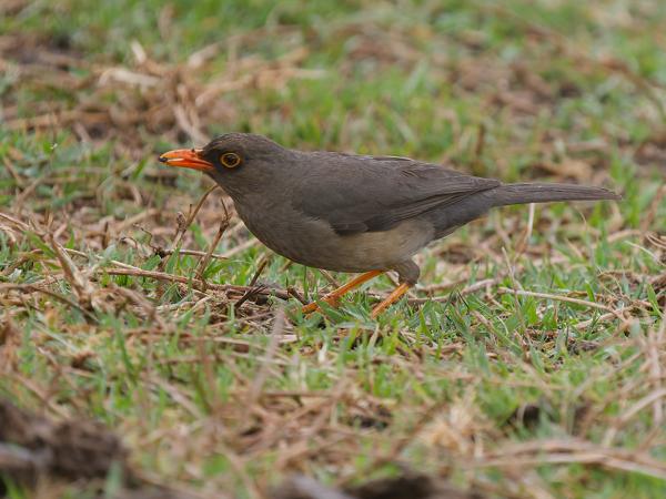 <h3><a href="/trips/tanzania/biota/animalia/chordata/aves/040 passeriformes/107 turdidae/turdus olivaceus/turdus olivaceus-nl.html">Turdus&nbsp;olivaceus</a> / Olive&nbsp;thrush / Kaapse&nbsp;lijster</h3>OM-1 Mark II met OLYMPUS M.150-400mm F4.5, 1/2000 sec  bij F4.5, ISO 1000, afstand 9.89&nbsp;m